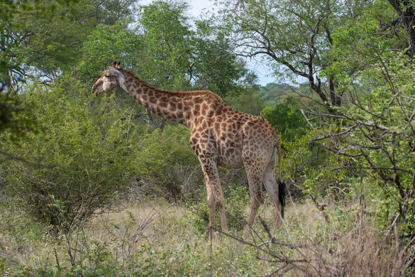 Εθνικό Πάρκο Κρούγκερ Mpumalanga Νότια Αφρική — Φωτογραφία Αρχείου