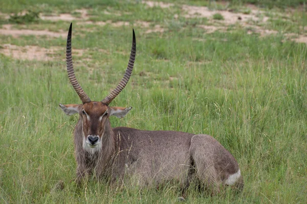 Kruger National Park, Mpumalanga, Güney Afrika