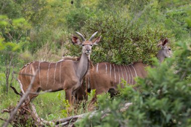Kruger National Park, Mpumalanga, Güney Afrika