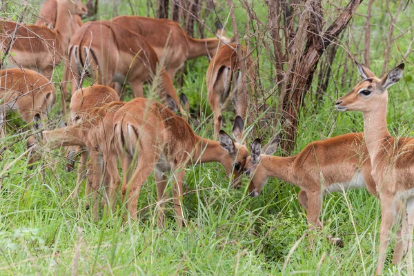 Kruger National Park Mpumalanga Dél Afrikai Köztársaság — Stock Fotó