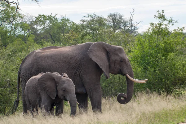Kruger National Park, Mpumalanga, Güney Afrika
