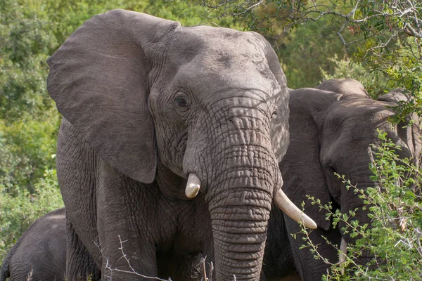Kruger National Park, Mpumalanga, Güney Afrika