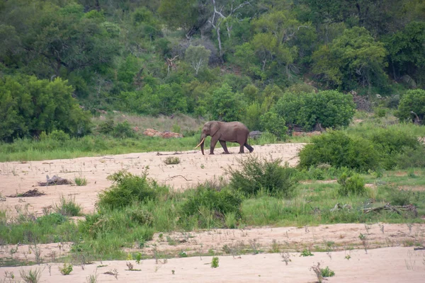 Kruger National Park, Mpumalanga, Güney Afrika