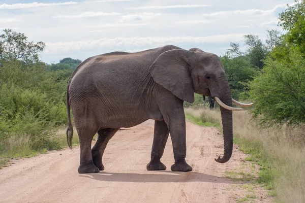 Kruger National Park, Mpumalanga, Güney Afrika
