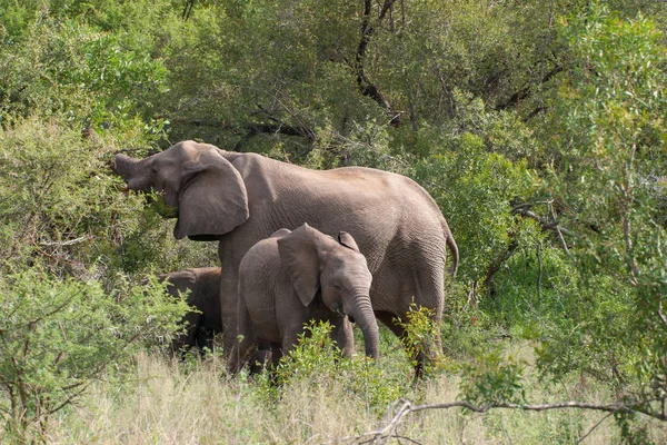 Kruger National Park, Mpumalanga, Güney Afrika
