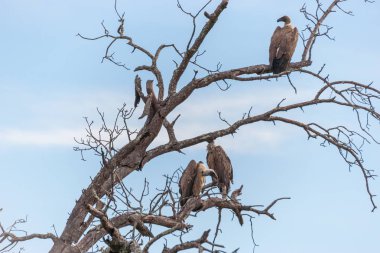 Kruger National Park, Mpumalanga, Güney Afrika