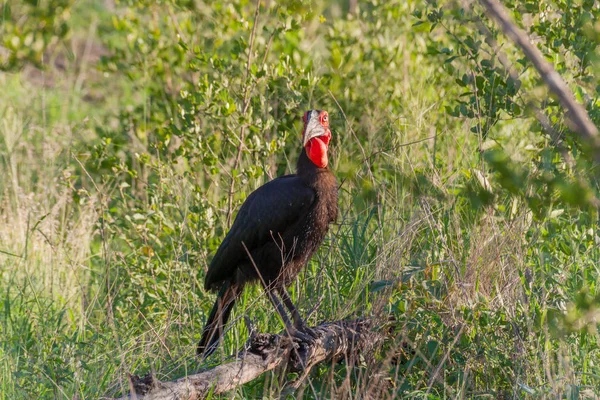 Kruger National Park, Mpumalanga, Güney Afrika
