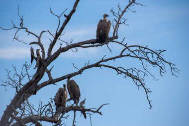 Kruger National Park, Mpumalanga, Güney Afrika