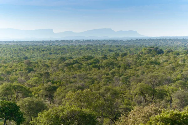 Kruger National Park, Mpumalanga, Güney Afrika