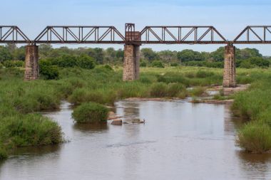 Kruger National Park, Mpumalanga, Güney Afrika