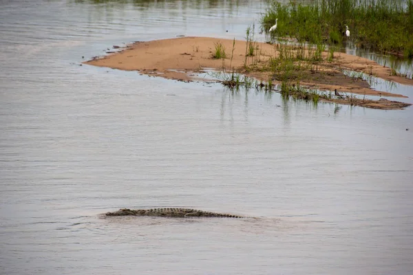 Kruger National Park, Mpumalanga, Güney Afrika