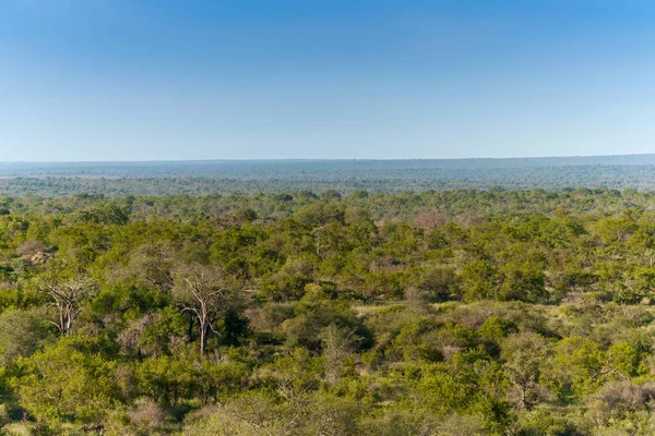 Kruger National Park, Mpumalanga, Güney Afrika
