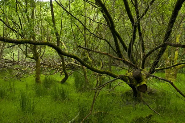 Deep Forest, Irlanda — Fotografia de Stock