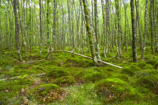 Tiefer wald, irland — Stockfoto