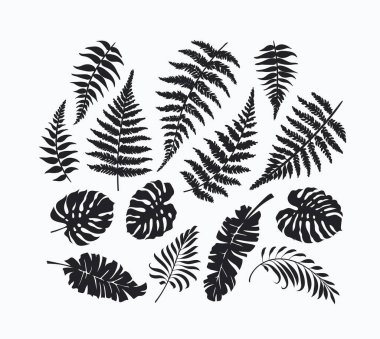 Siyah yalıtılmış palmiye ağaçları, eğreltiotu, canavar yaprakları koleksiyonu, tropikal botanik tasarım elementleri. Otomatik izleme değil. 