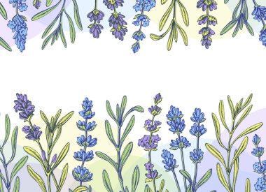 El yapımı lavanta pankartı, el ilanı, davetiye kartı. Vektör çiçek, botanik grafik arkaplan, çerçeve. 