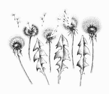 Siyah karahindiba çiçekleri ve yapraklar, vektör el çiçek tasarım elementlerinin paketini çizdi.  