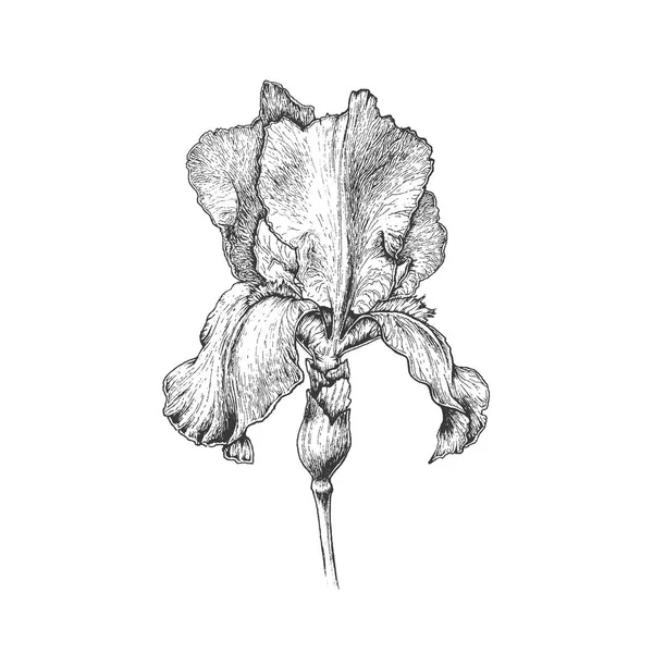 Fiore Iris Grafico Disegnato Mano Illustrazione Botanica Isolata Monocromatica — Vettoriale Stock