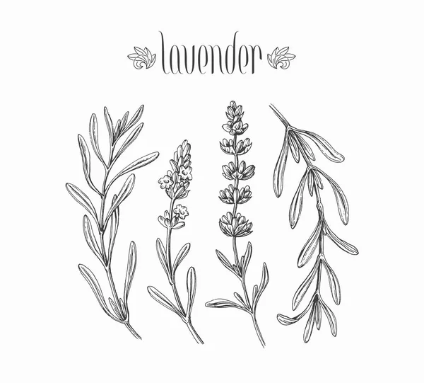 Svart Isolerad Lavendel Grenar Vektor Handritade Blad Och Blommor Växt — Stock vektor