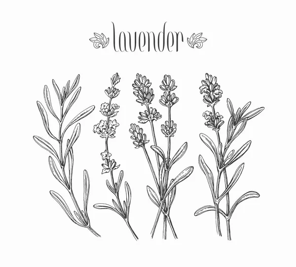 Ramas Lavanda Aisladas Negras Hojas Dibujadas Mano Vectoriales Flores Planta — Vector de stock