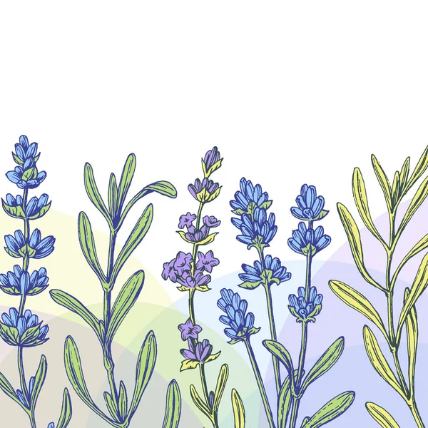 Handritad Lavendel Banner Flygblad Inbjudningskort Vektor Blommig Botanisk Grafisk Bakgrund — Stock vektor
