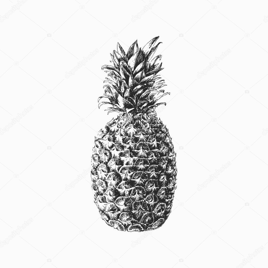 Hand drawn vector pineapple illustration, print, poster. Isolated monochromatic black tropical fruit. 