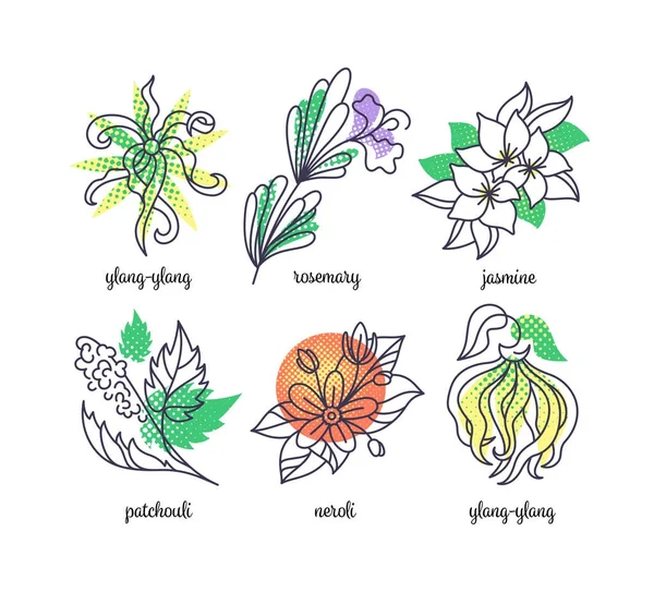 Ilustraciones de hierbas perfumadas, conjunto de iconos de línea y color . — Vector de stock