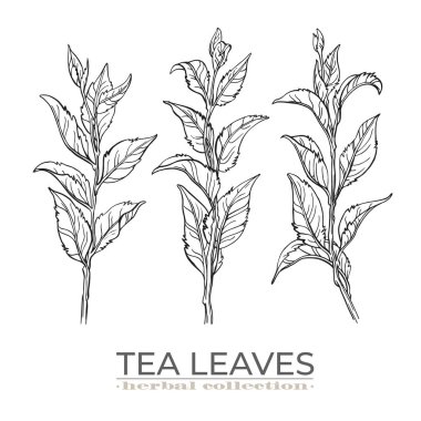 Vektör çay yaprakları dizildi, mürekkep kalemle çizildi.. 