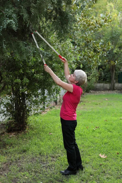 Attività di giardinaggio, taglio albero — Foto Stock