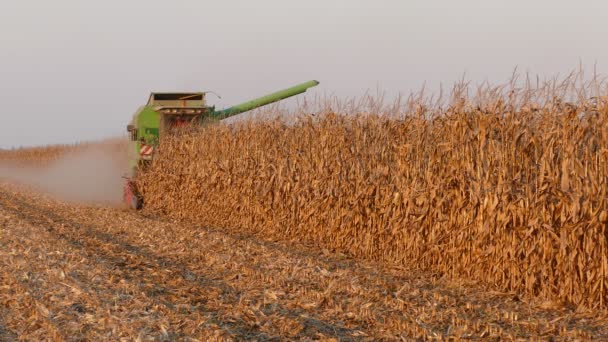 Agricultura, colheita de milho — Vídeo de Stock
