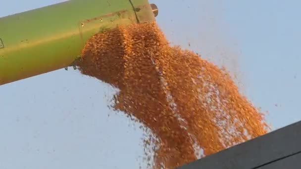 Corn pouring to trailer, slow motion — Stock Video