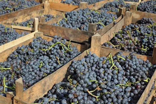 Merlot druiven voor wijn maken — Stockfoto