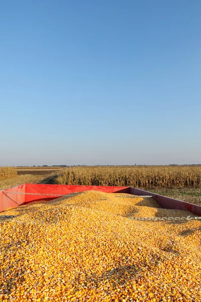 Agricoltura, coltura di mais al rimorchio dopo il raccolto — Foto Stock