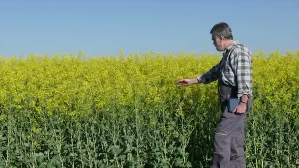 Agricultor no campo de colza — Vídeo de Stock