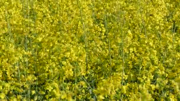 Blossoming oil rape plant field — Stock Video