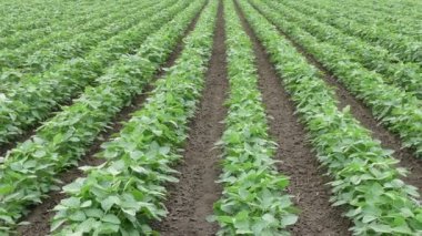 Yeşil soya fasulyesi alan, video uzaklaştırmak ekili