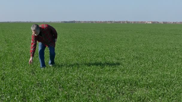 Agricultura, agricultor examina planta de trigo no campo — Vídeo de Stock