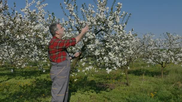 Landbouw, landbouwer onderzoeken bloeiende kersenboom — Stockvideo