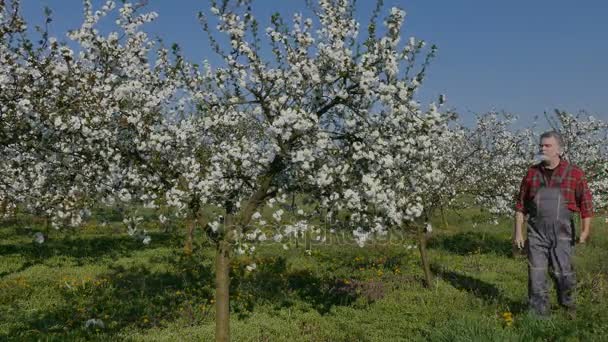 Landwirtschaft, Landwirt begutachtet blühenden Kirschbaum — Stockvideo