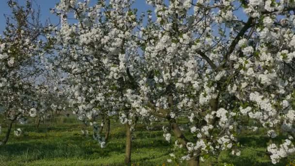 Bloei van kersen fruitbomen in de boomgaard — Stockvideo