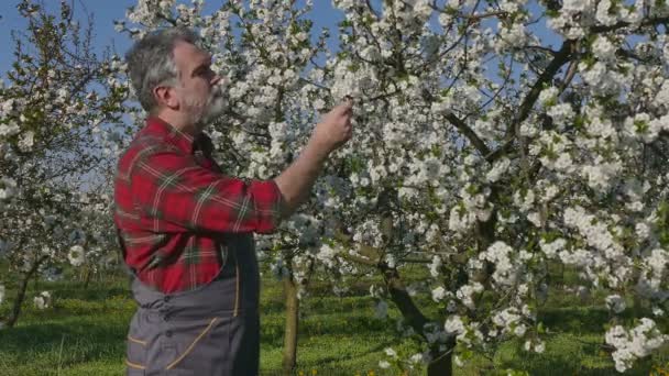 Landwirt untersucht blühende Kirschbäume — Stockvideo