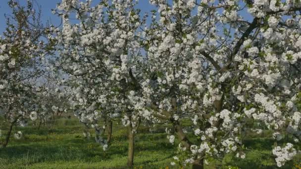 Landwirt untersucht blühende Kirschbäume — Stockvideo