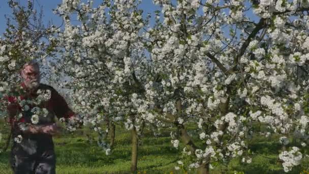 Farmer examining blossoming cherry trees in orchard — Stock Video