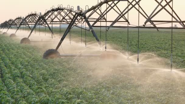 Agriculture, watering of soybean field — Stock Video