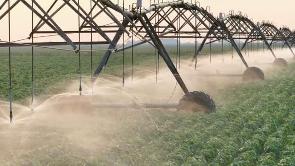 L'agriculture, l'arrosage des champs de soja, le panoramique des séquences HD — Video