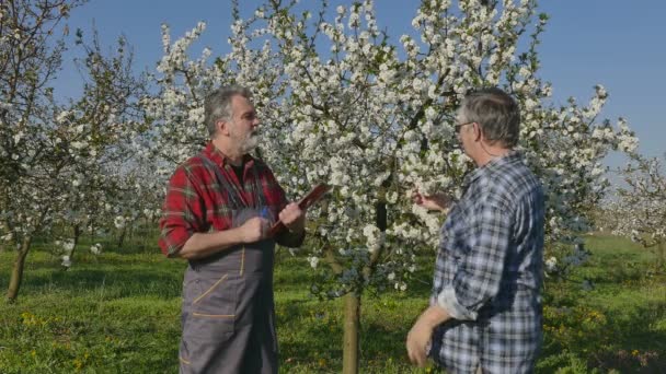 Agronomiste et agriculteur dans un verger de cerisiers en fleurs — Video
