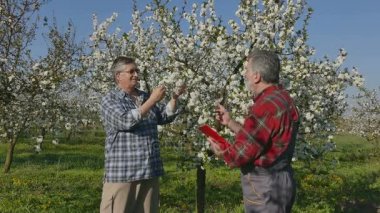 Ziraat Mühendisi ve kiraz çiçek açması orchard çiftçi