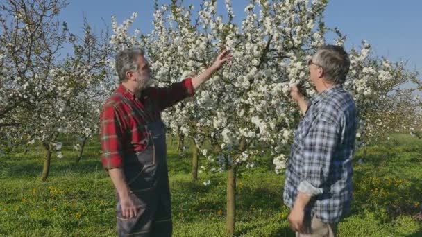 Agronomiste et agriculteur examinant un verger de cerisiers en fleurs — Video