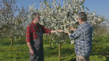 Ziraat Mühendisi ve kiraz çiçek açması orchard inceleyerek çiftçi