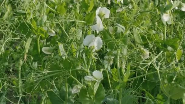 Plante de pois en fleurs dans le champ — Video